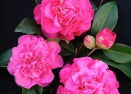 camellia debbie